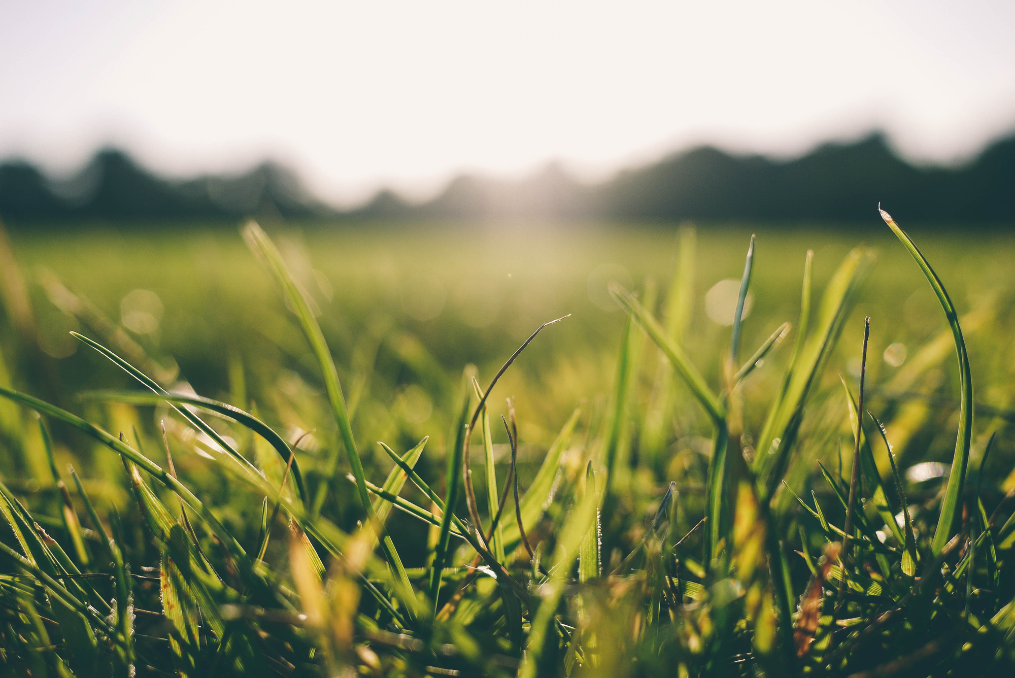Selective Focus Photography of Green Grass Field